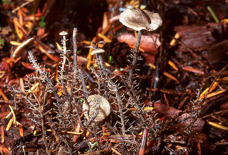 Dendrocollybia racemosa